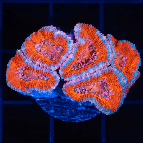 orange acan coral