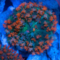 Orange St Thomas