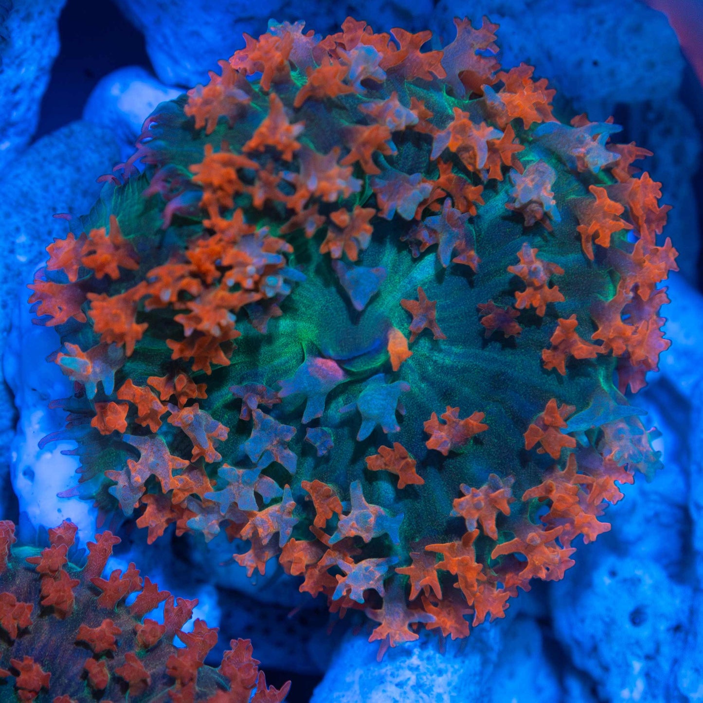 st thomas mushroom