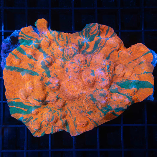 Orange and Green Striped Chalice Colony 4"