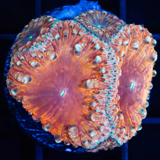 Orange and Teal Blastomussa (Rare Color)