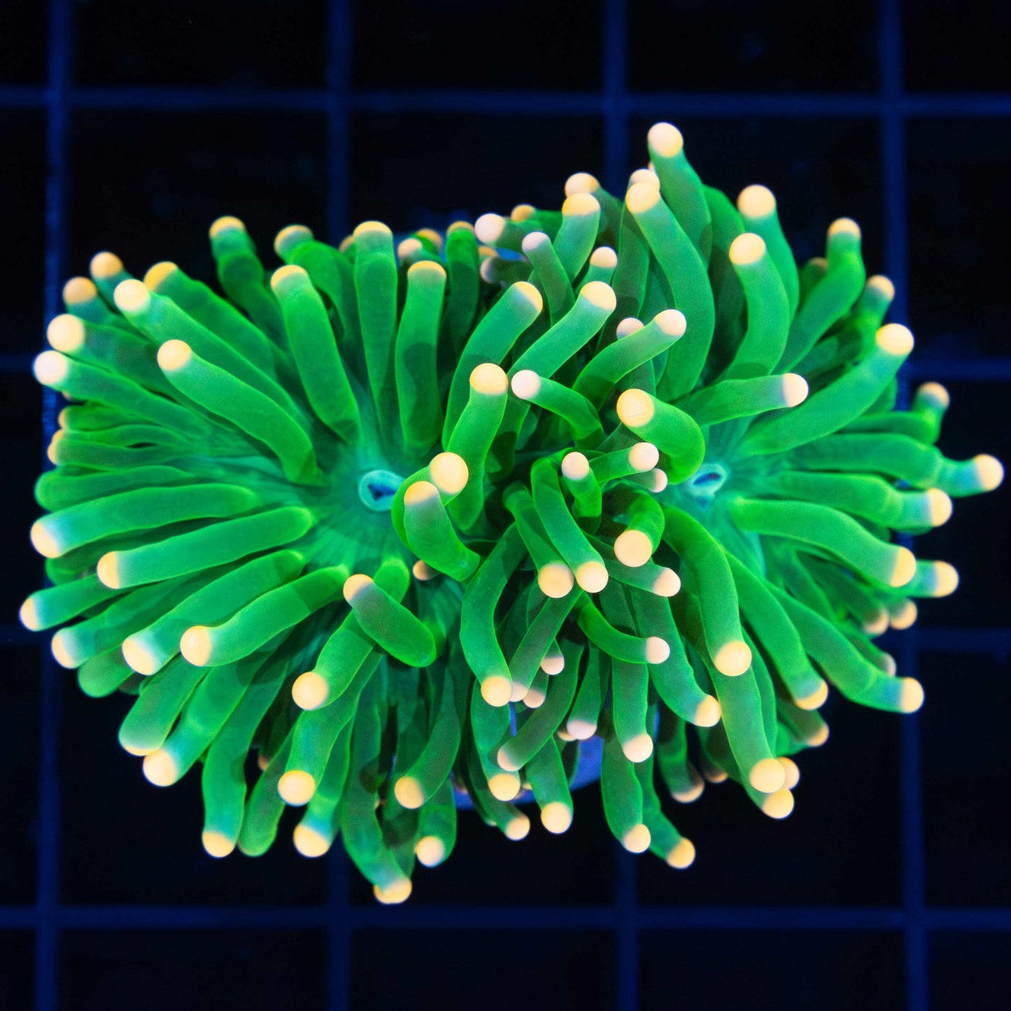 Orange Tip Green Indo Torch Coral