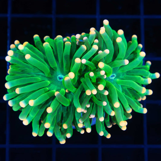 Orange Tip Green Indo Torch Coral