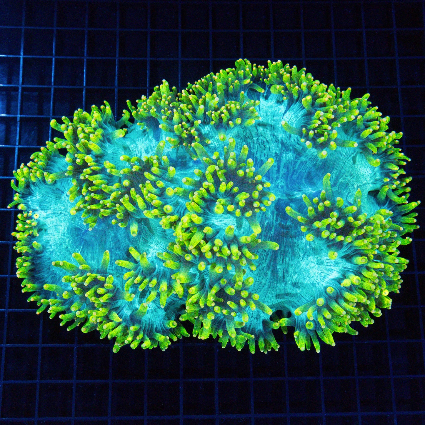 Lemon Drop Orange Tip Elegance Coral 8.5"