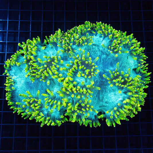 Lemon Drop Orange Tip Elegance Coral 8.5"