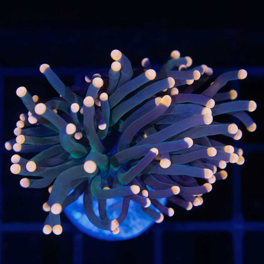 Orange Tip Torch Coral