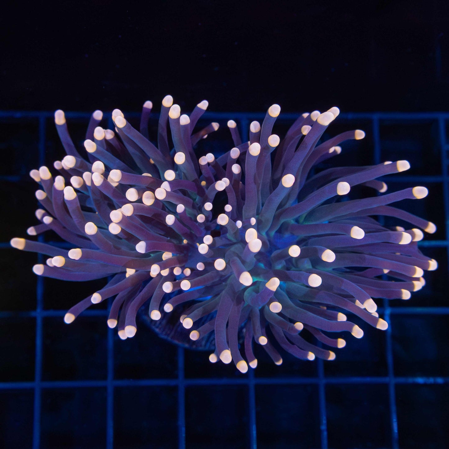 Tank Grown Orange Tip Torch Coral (2 Heads)