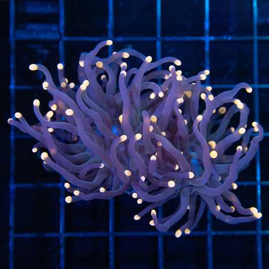 Tank Grown Orange Tip Torch Coral (2 Polyps)