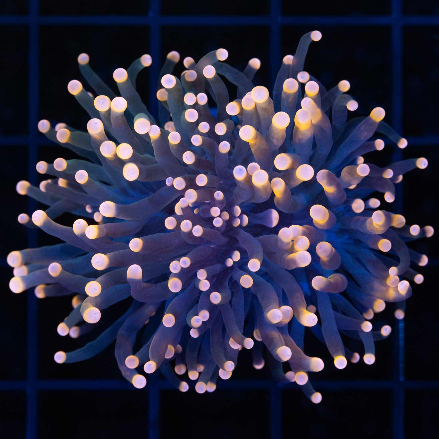 Corals for Sale Online | Lucky Corals