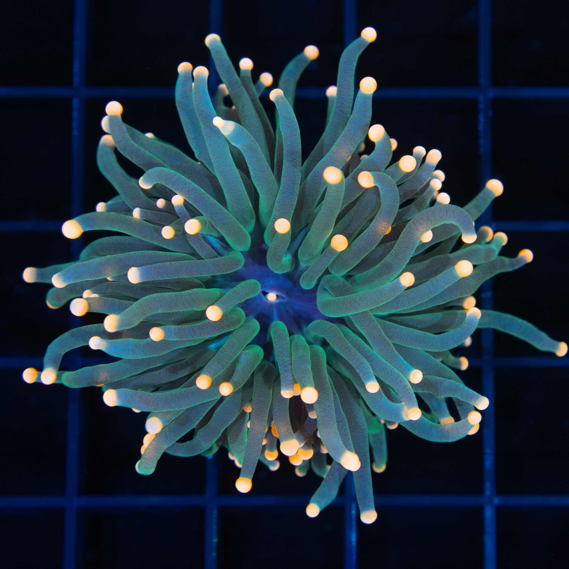 Orange Tip Green Torch Coral