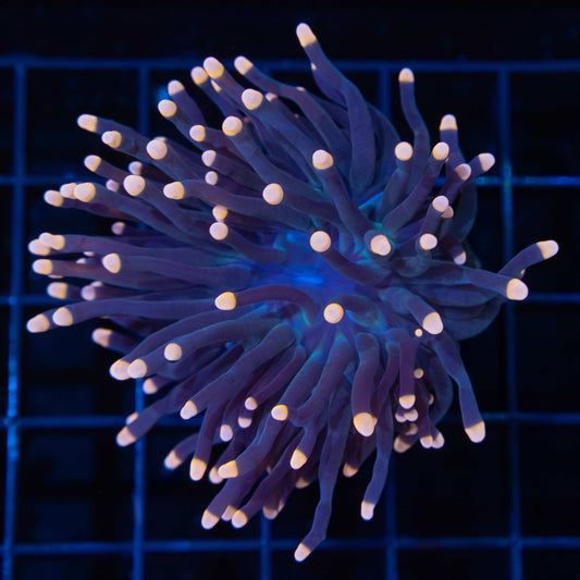 Tank Grown Orange Tip Torch Coral