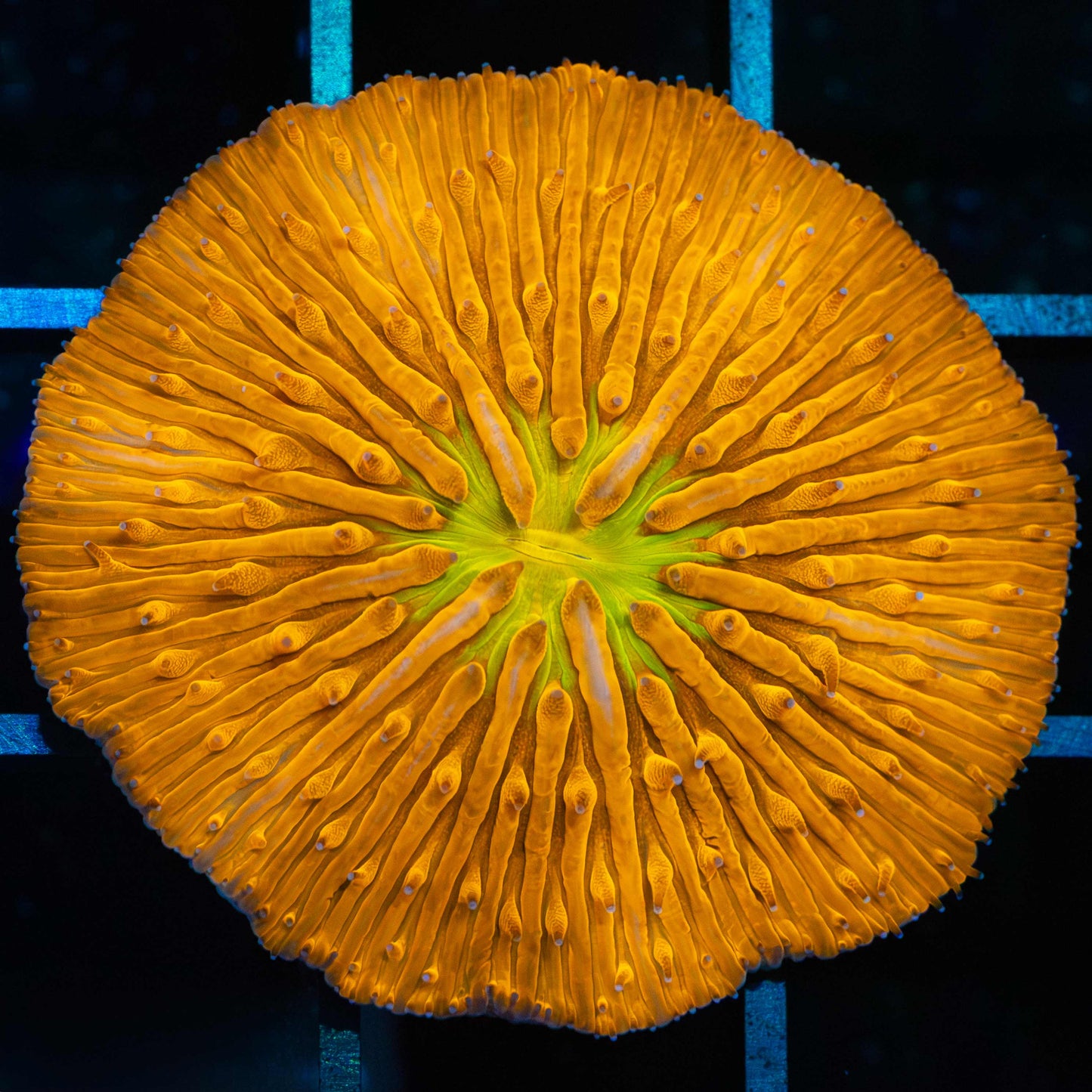 Yellow Mouth Orange Plate Coral 1.5"