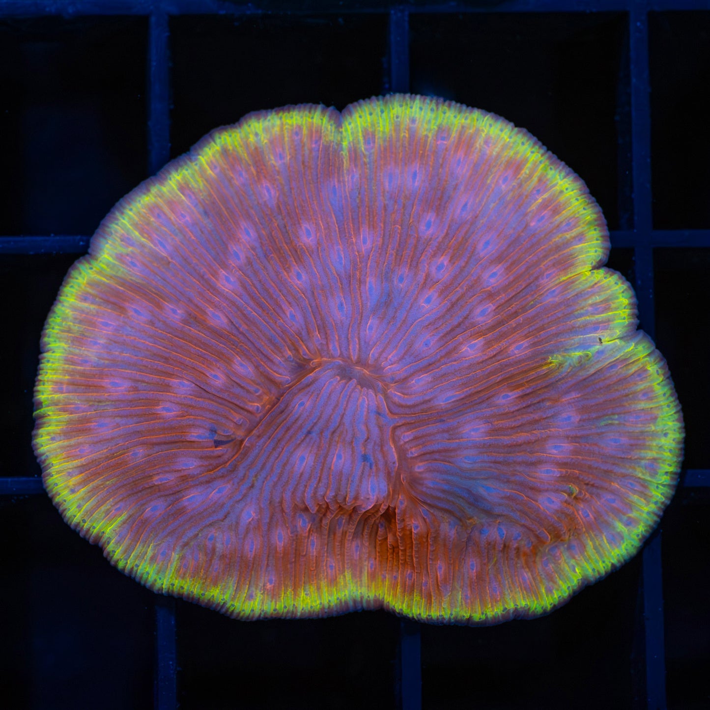 Rare Yellow Rim Orange Purple Diaseris Plate Coral