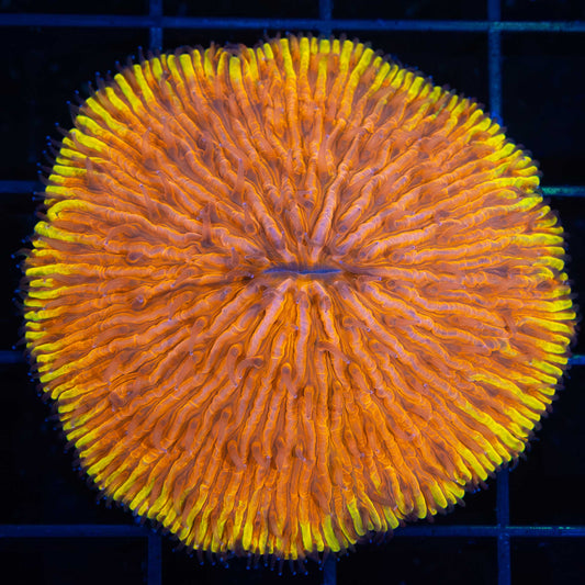Neon Orange Yellow Rim Plate Coral 2"