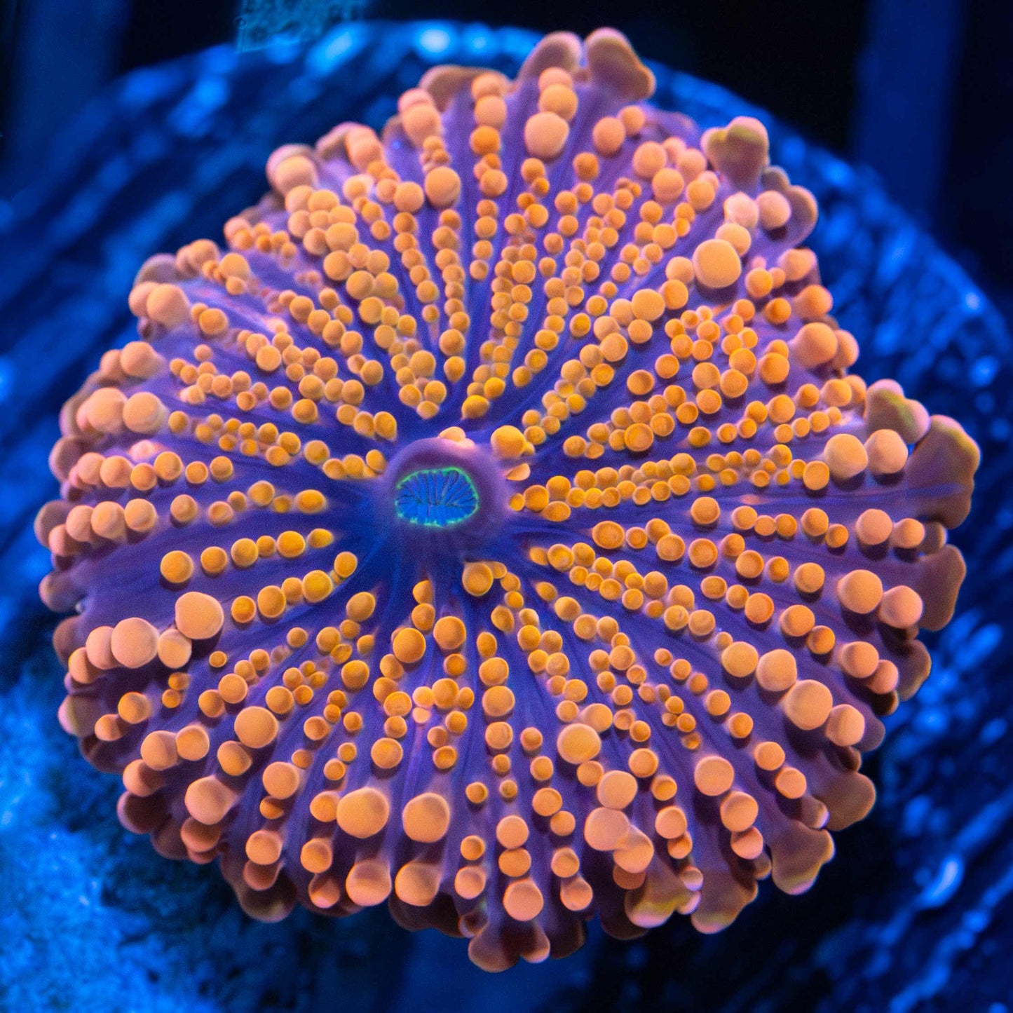 Orange Yuma Mushroom Coral