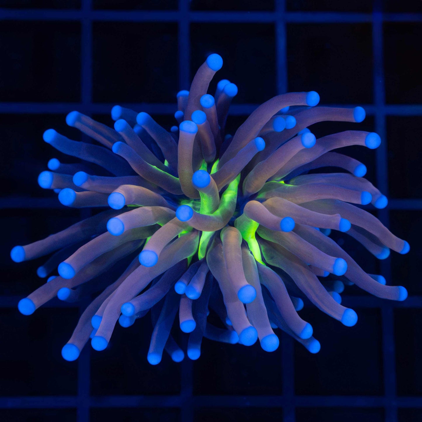 Blue Tiger Eye Torch (Orangish)