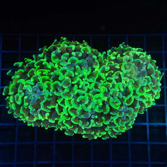 Orangish Stem Neon Splatter Hammer Coral 5.75"