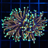 Orange Peel Torch Coral