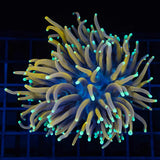 Orange Peel Torch Coral