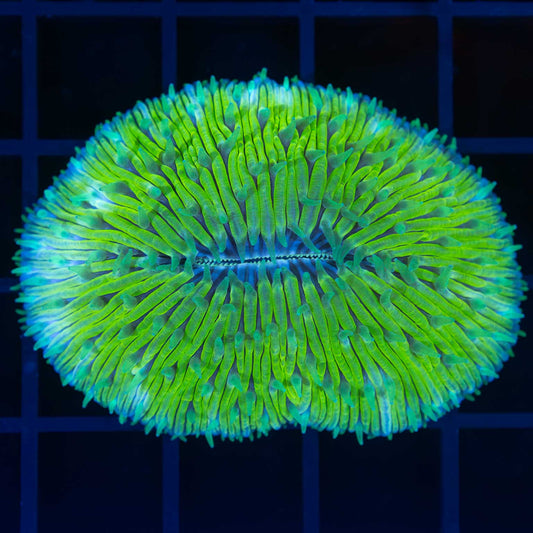 Tongue Coral 2.25"