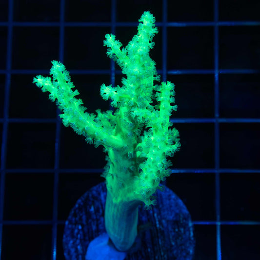 Palau Green Nepthea