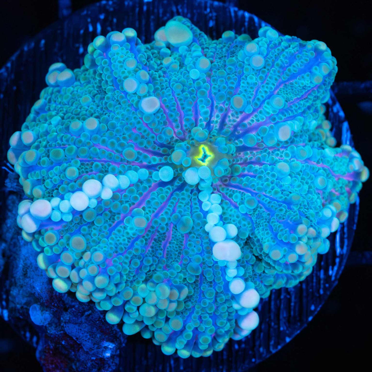 Pastel Rainbow Yuma XL
