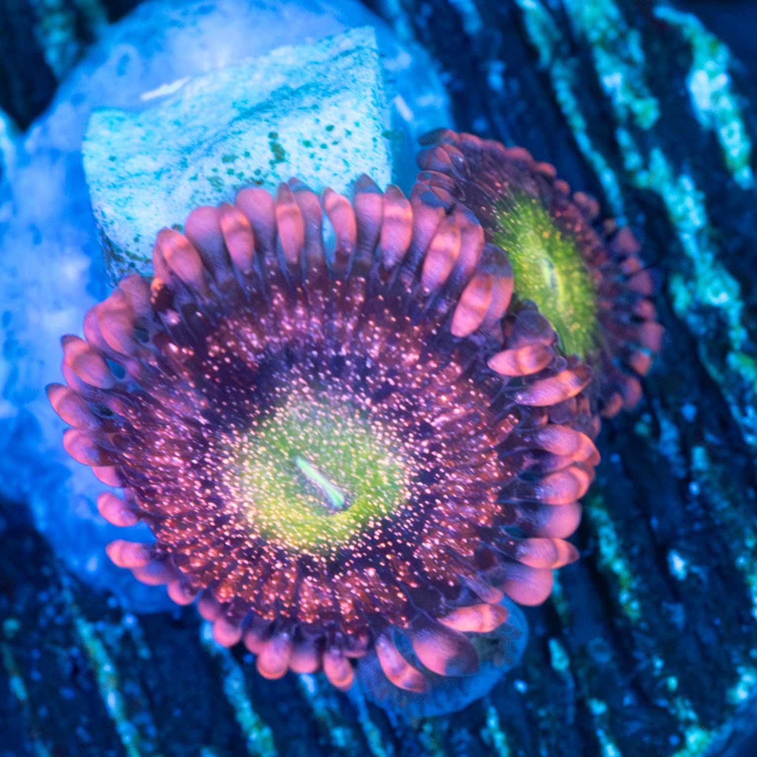 PB Bunnies Zoa (US Aqua-Cultured)