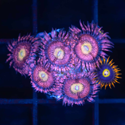 PB Bunnies Zoa / Rainbow Hornet Combo