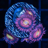 Playboy Bunny Zoa