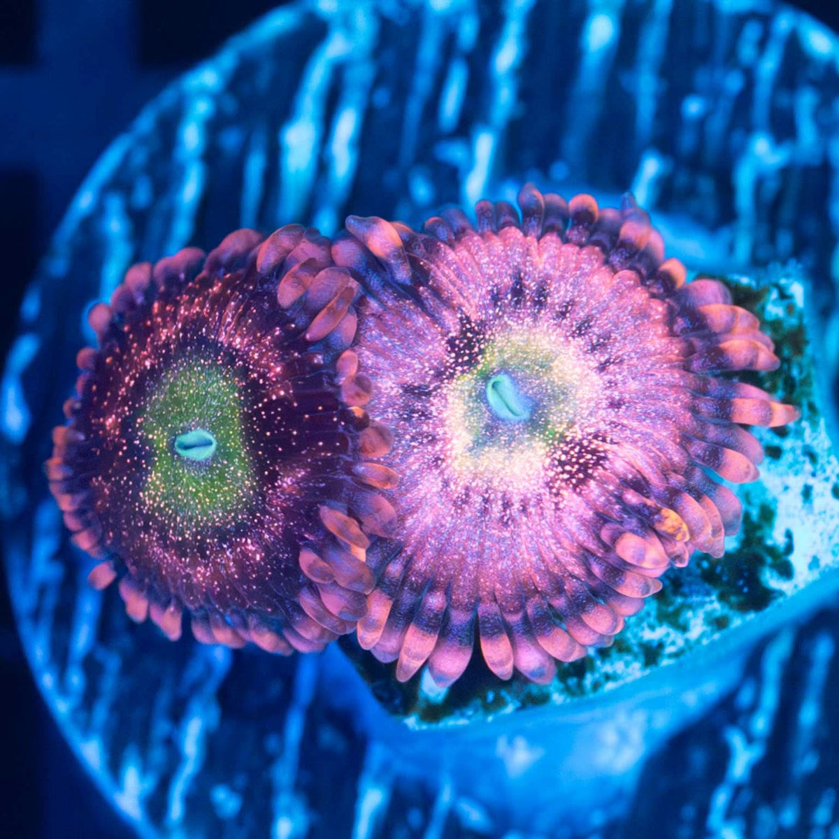 PB Bunny Zoa