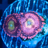 PB Bunny Zoa