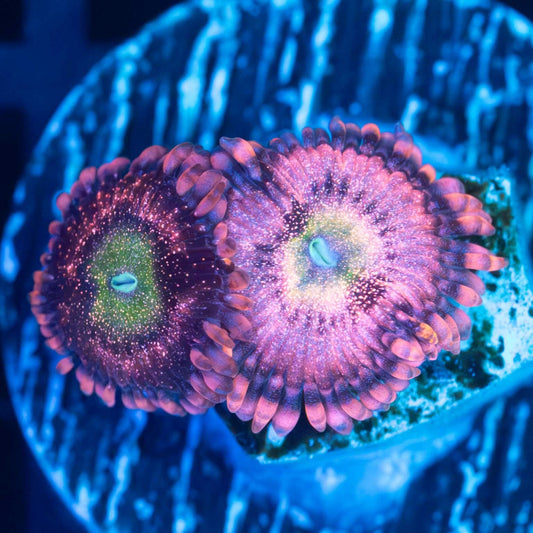 PB Bunnies Zoa (US Aqua-Cultured)