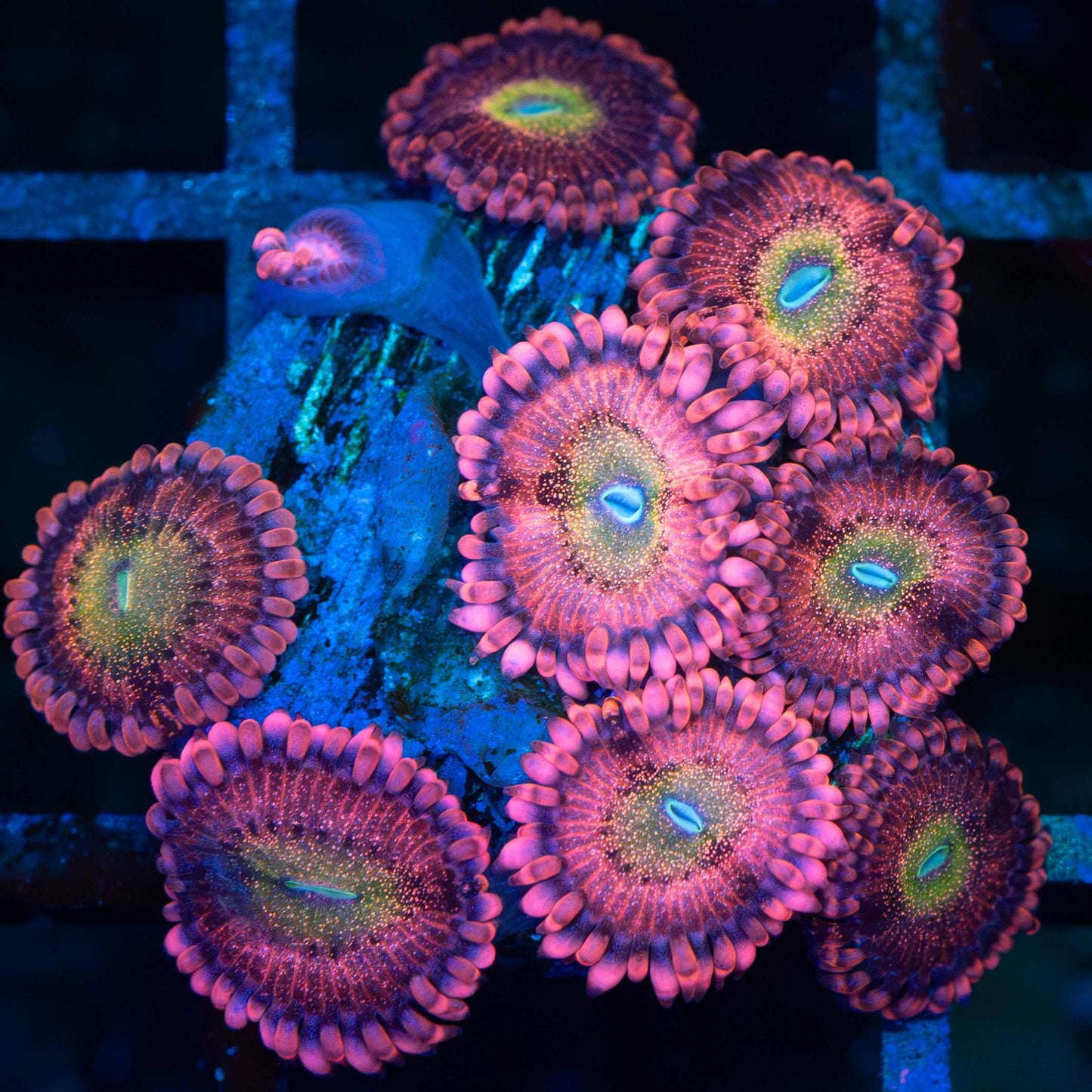 PB Bunnies Zoa (9 Polyps)