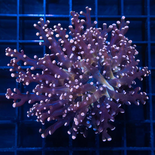 Large Peach Tip Frogspawn Coral (Branching)