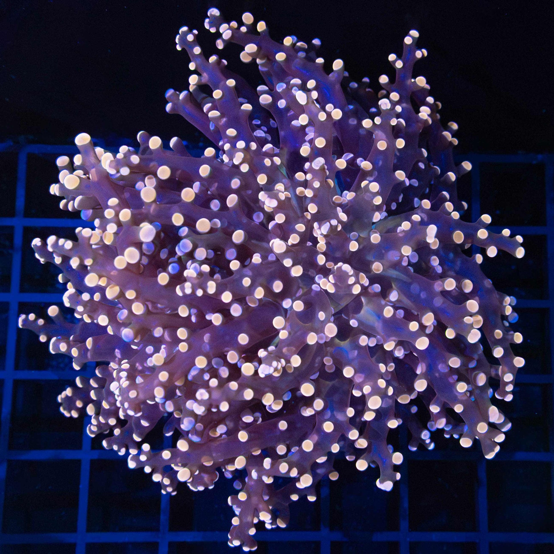 Large Peach Blue Tip Frogspawn Coral 4" (Branch)