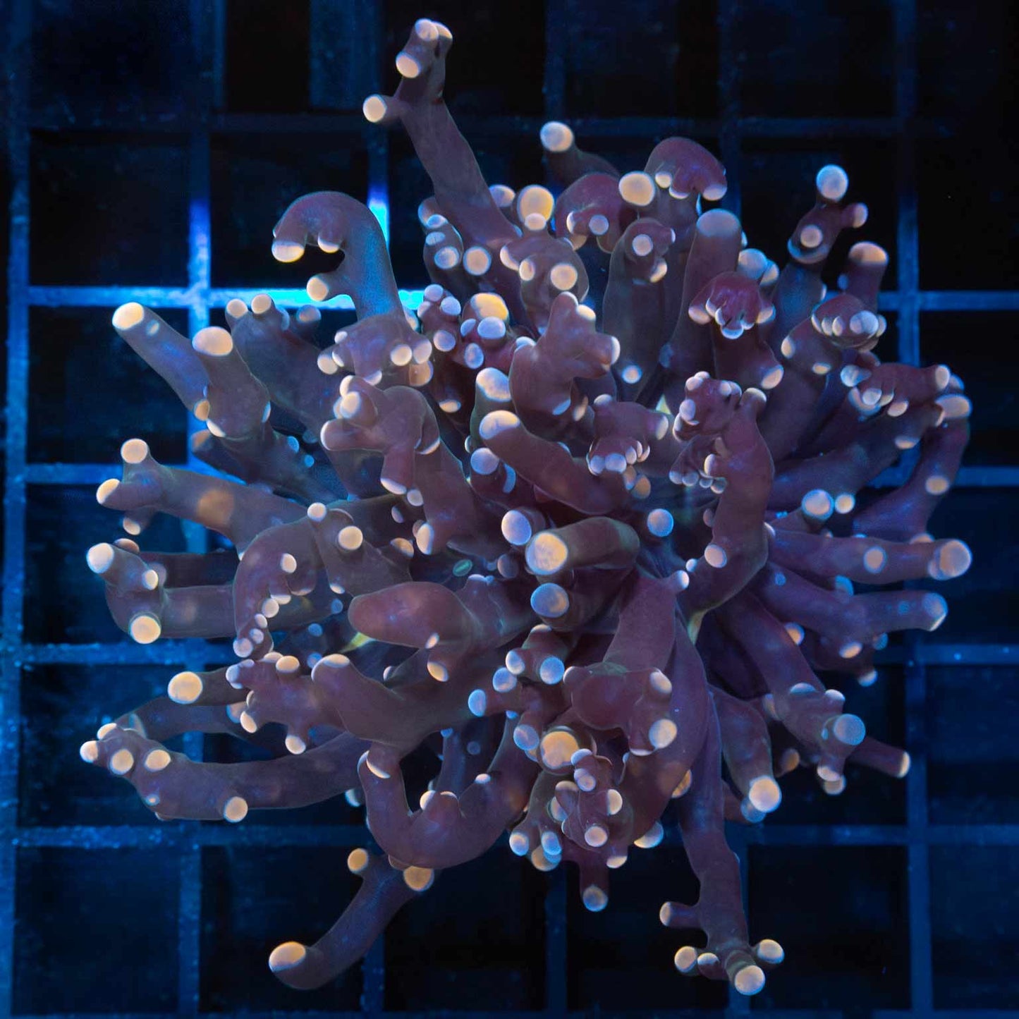 Large Peach and Blue Tip Frogspawn Coral 3.5" (Branching)