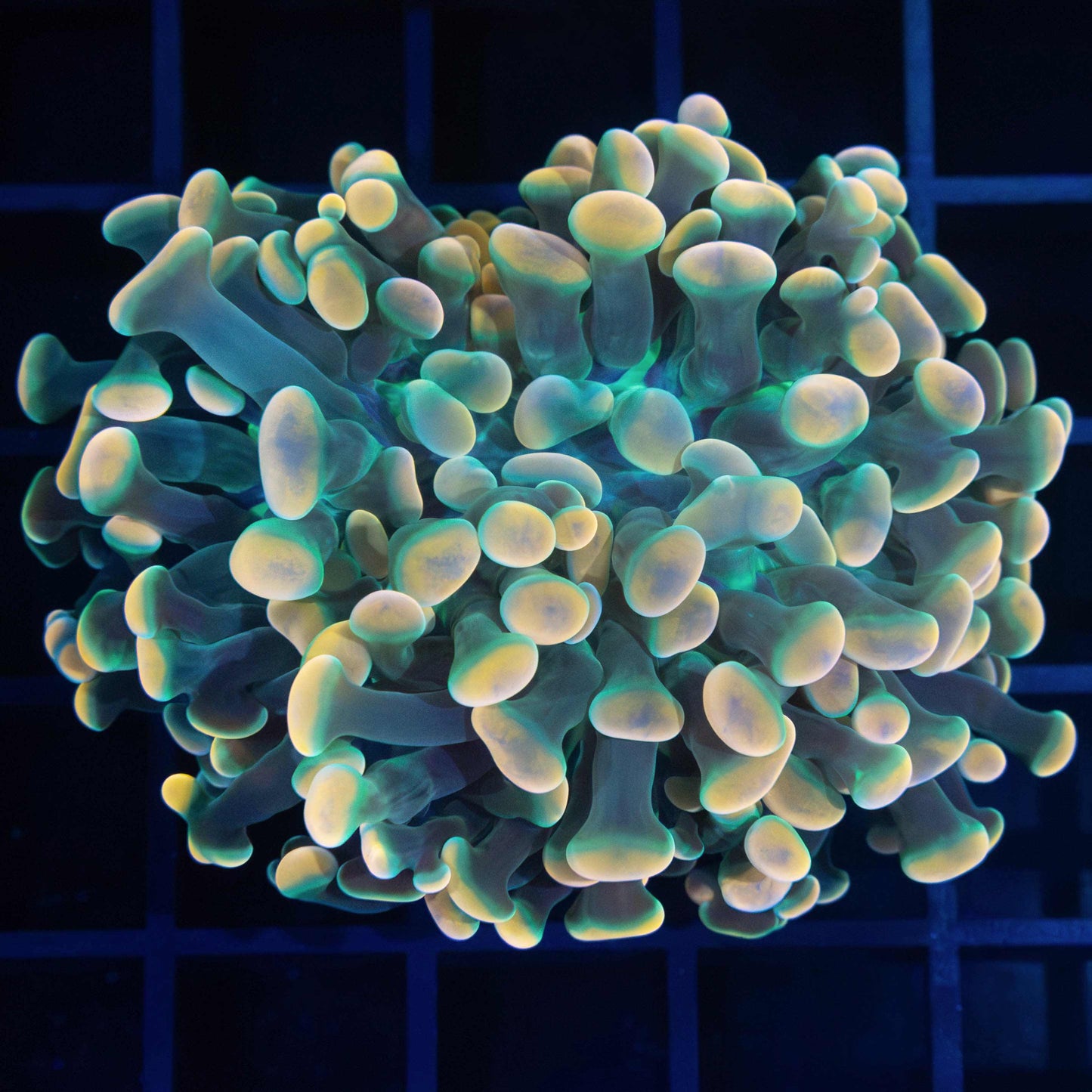 Peach Teal Stem Hammer Coral