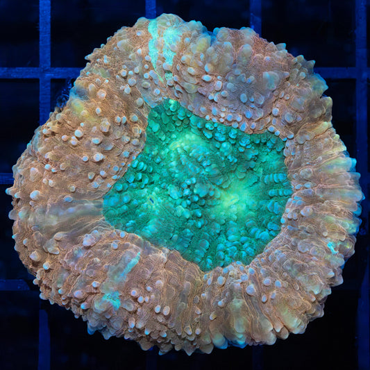 Peach, Blue, Green Symphyllia 2.25"