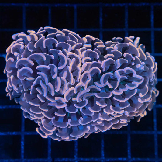 Peach and Purple Hammer Coral 3.75"