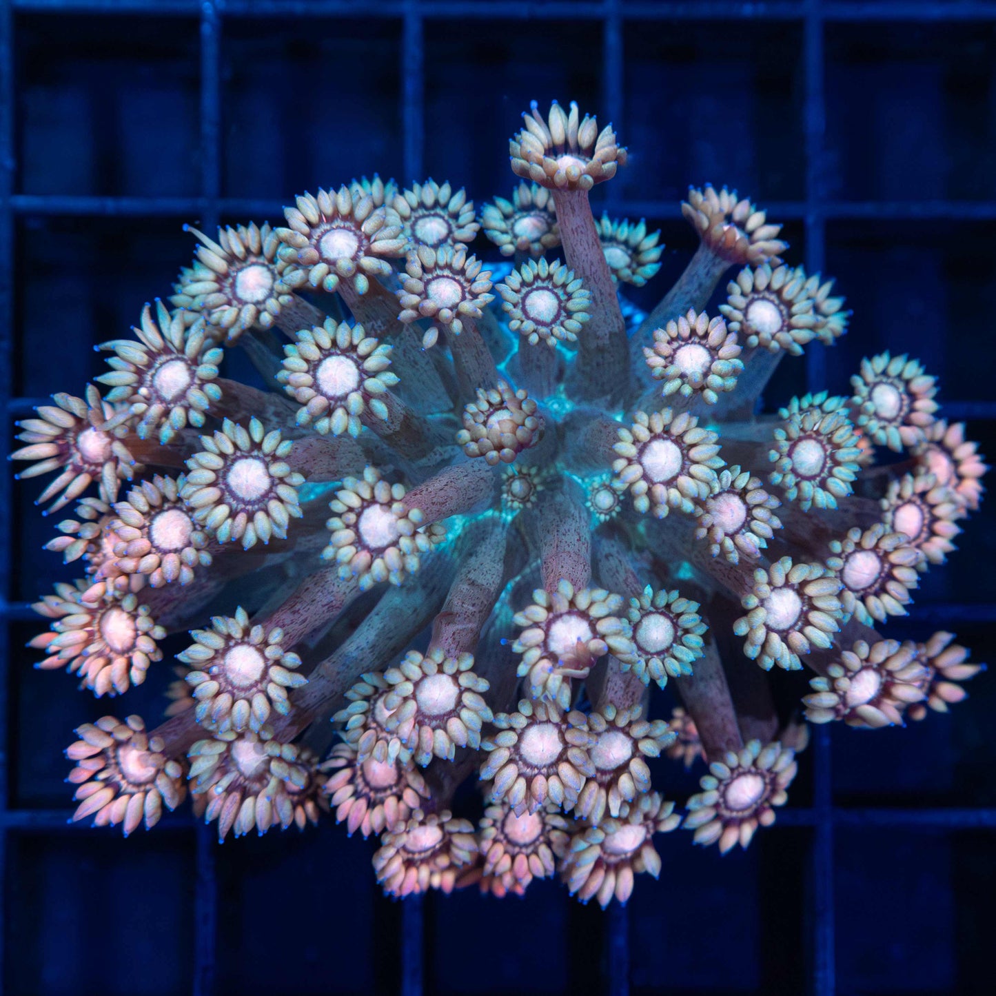 XL Frag Peach and Teal Goniopora Coral 3"