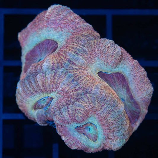Peach Asian Acan