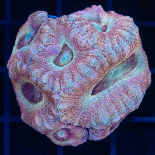 Peach Asian Acan