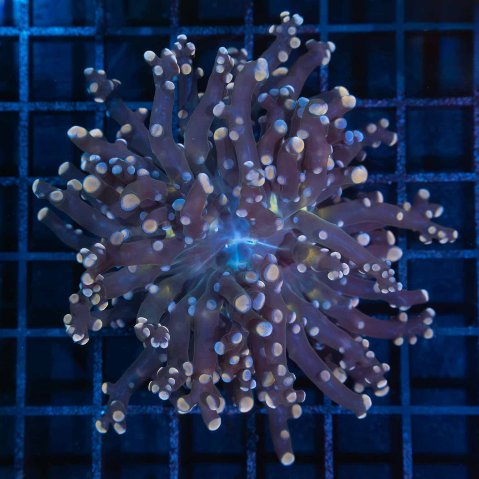 Peach / Blue Tip Frogspawn 3.5" (Branching)