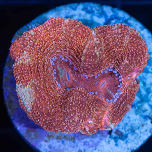 Peach Bowerbanki Coral