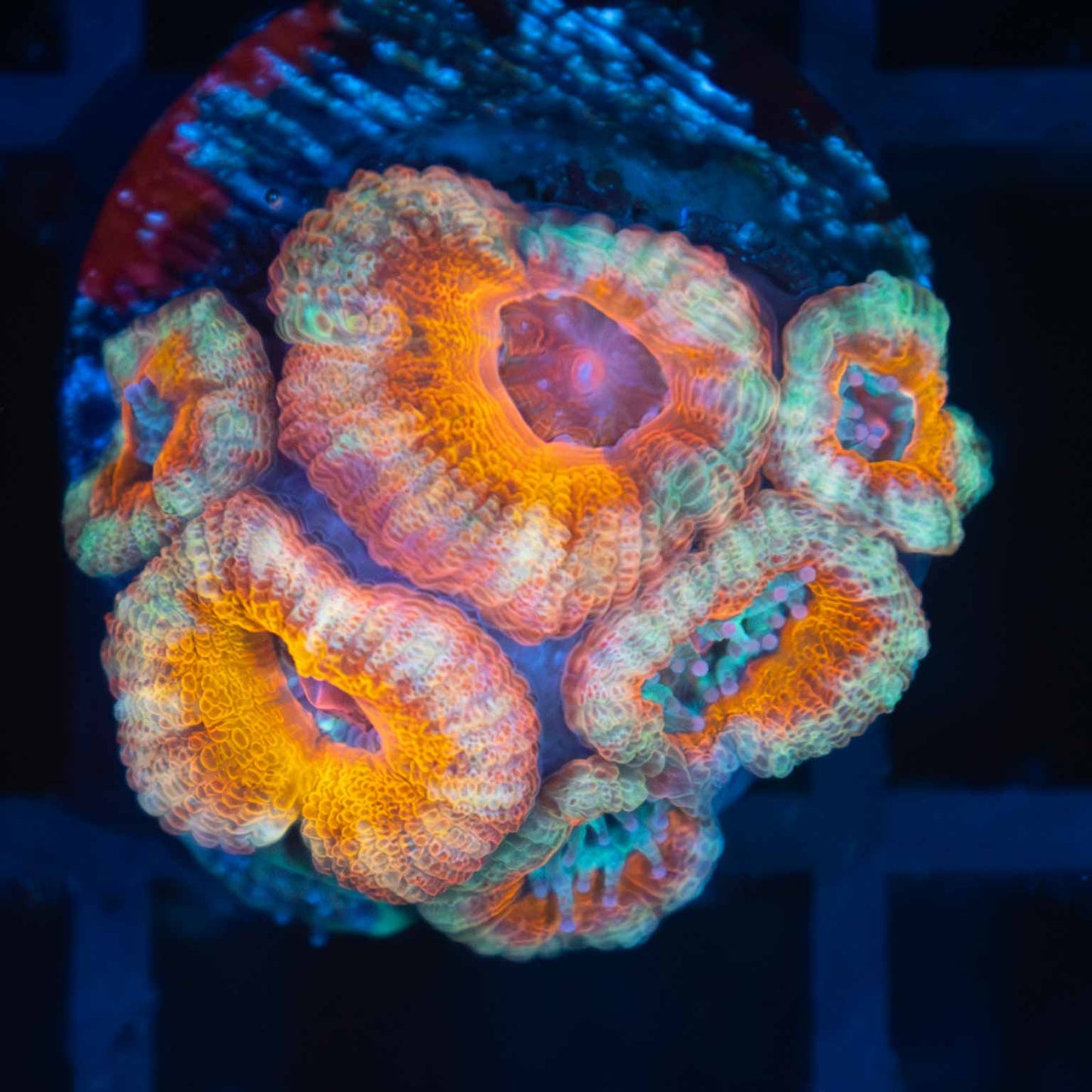 Georgia Peach Acan Coral (6p)