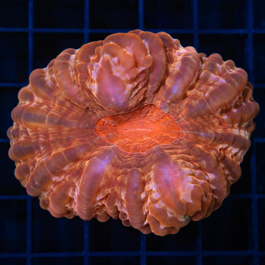 Peach Cynarina 2.75"