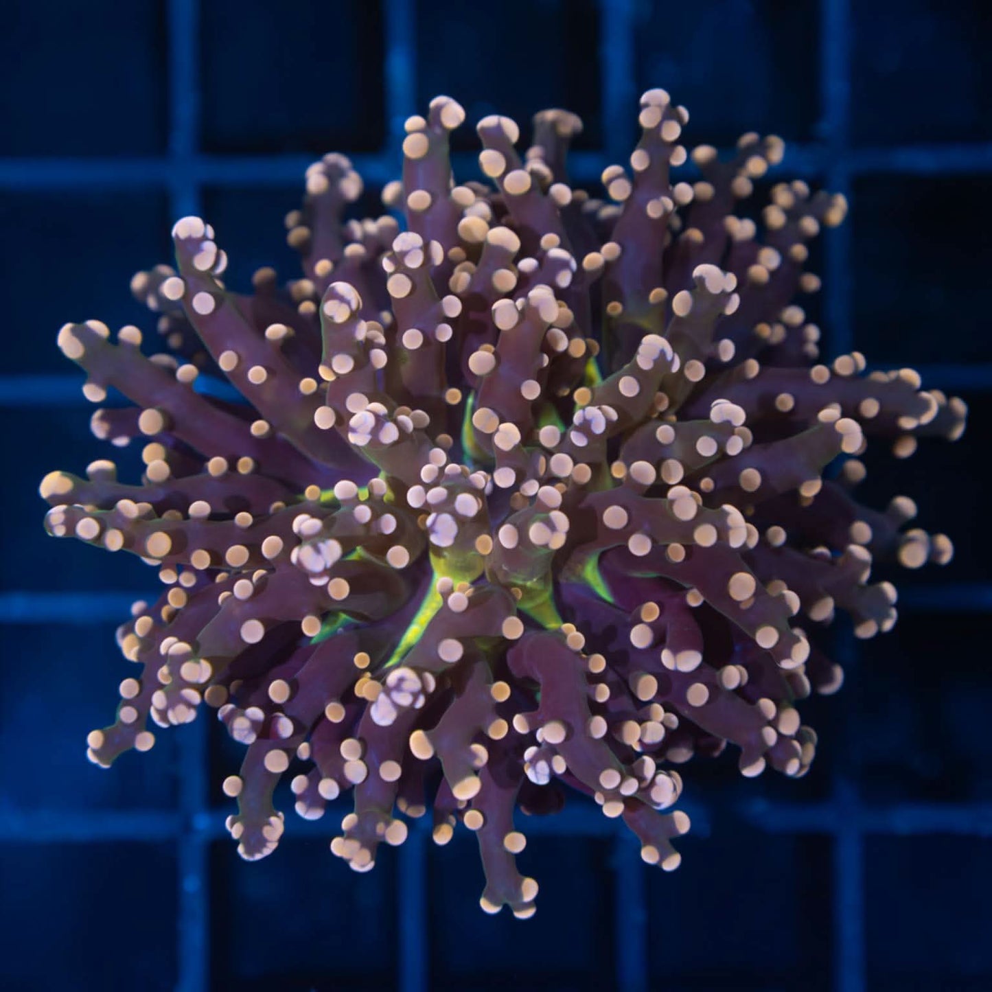 Peach Tip Frogspawn Coral (Branching)