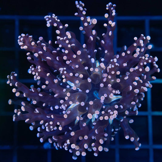 Peach and Blue Branch Frogspawn