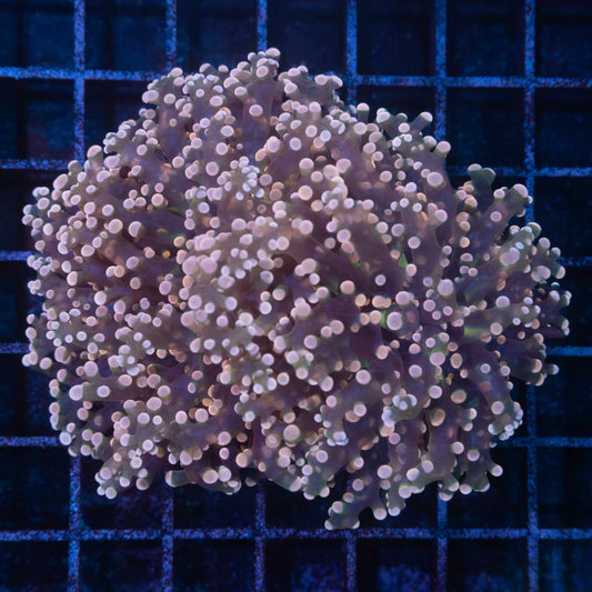 2 Heads Peach Frogspawn