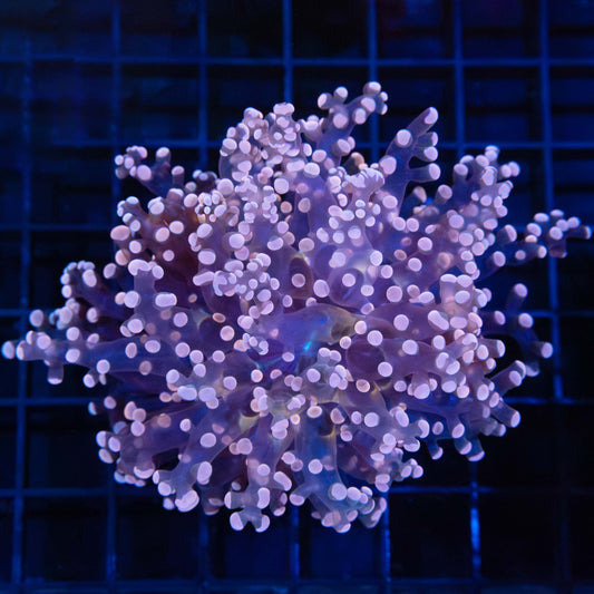 Large Peach Branch Frogspawn Coral 4.25"